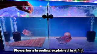 Flowerhorn Breeding Explained By Expert  