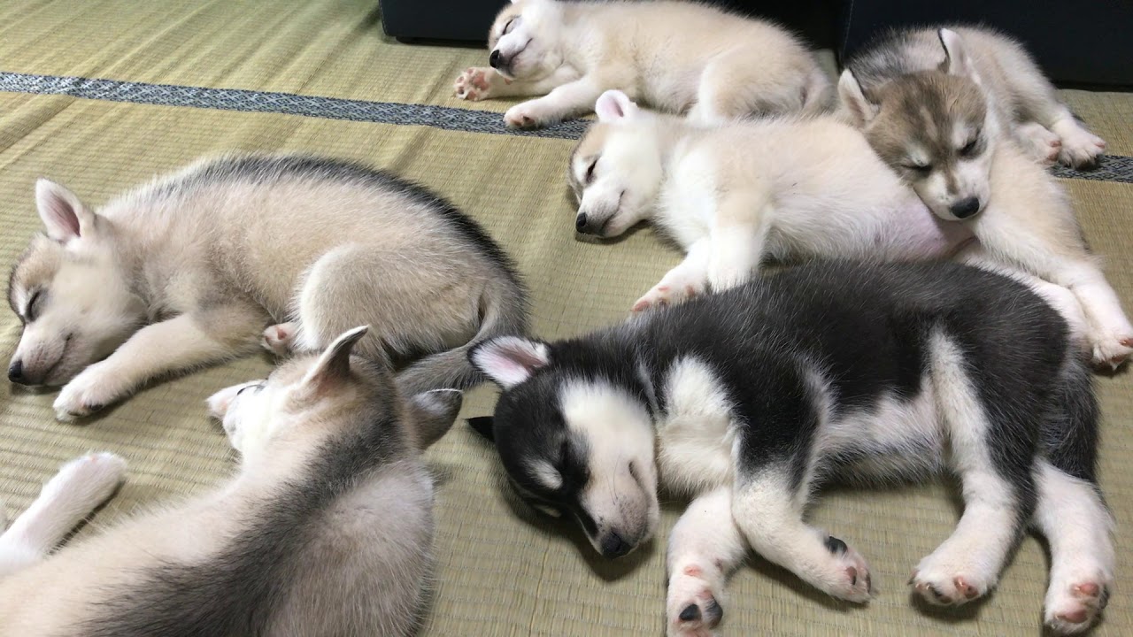 癒しのペット動画 おもしろカワイイ犬動画5選 らくらくコミュニティ 癒しのペット動画 おもしろカワイイ犬動画5選 らくらくコミュニティ