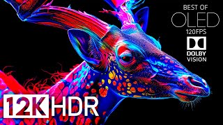 Best of Dolby Vision 12K HDR 120fps - Most Powerful Epic OLED