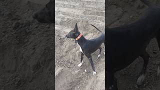 Beautiful dog.dog fight.dog mating.dog sound.dog race.#dog #dairy_farming #doglover #dogshorts #hf