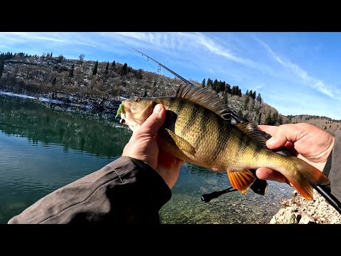 შაორის მონსტრები favorite black swan, select snack