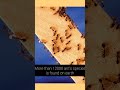 Some interesting facts about Ant's #shorts #shortvideo #trending #viral#viralshort #status #ants