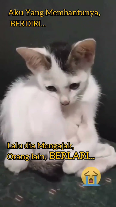 story wa 30 detik kucing galau | sad Story #shorts