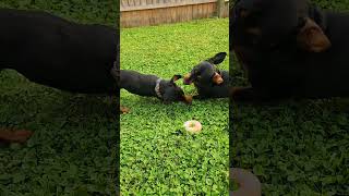 Warning! Miniature dachshunds at play #dog #miniaturedachshund #dachshund #sausagedog