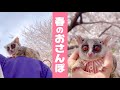 猿と桜並木おさんぽ【ショウガラゴのピザトル】