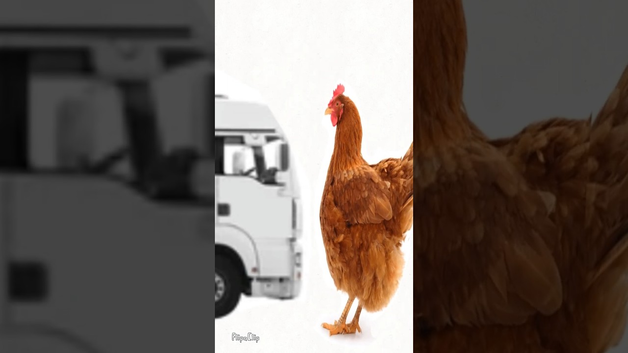 very sad chicken story