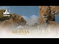 Mufasa The Lion King Kiara Meets Baby Kion Clip I Disney TVA Live Action Adaptations Mufasa The Lion King Kiara Meets Baby Kion Clip I Disney TVA Live Action Adaptations