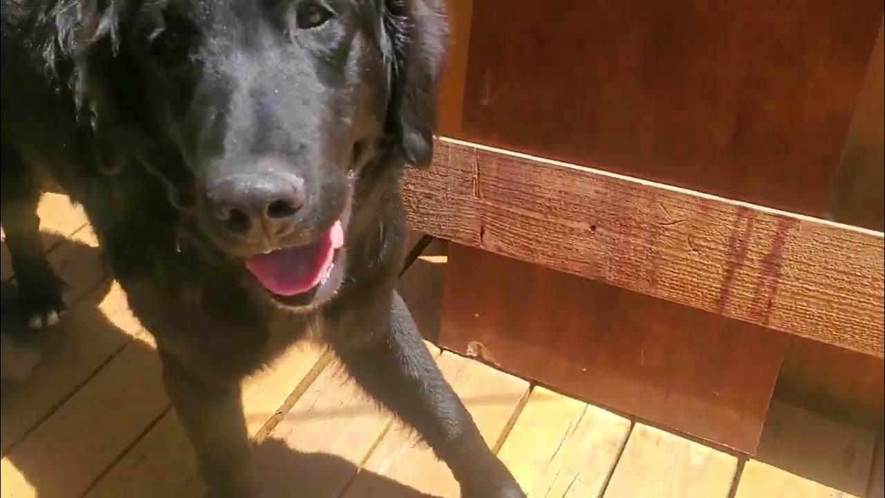 Labradoodle behavior YouTube