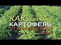 Обработайте КАРТОФЕЛЬ ЭТИМ НАТУРАЛЬНЫМ средством и забудете про КОЛОРАДСКОГО ЖУКА!