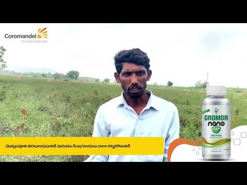 మిర్చి పంటకు Gromor Nano DAP నిజంగా పనిచేస్తుందా? సుబ్బారావు గారి రియల్ ఫలితాలు! (Chili, Telugu)