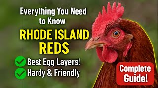 🐔 Rhode Island Red Chickens – Everything You Need to Know!