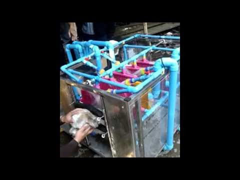 automatic-dog-washing-machine-||-viralhog