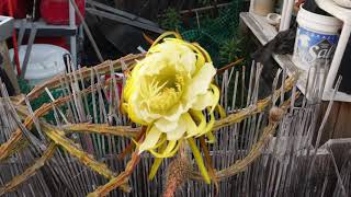 Night Blooming Cereus Timelapse Night Blooming Cereus Timelapse
