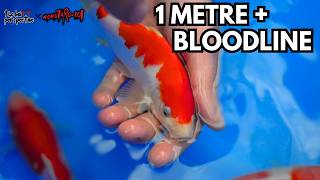 Can YOU Grow This Koi JUMBO?