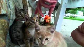 Need Some Lotion With That?? Cat Farted Ftw