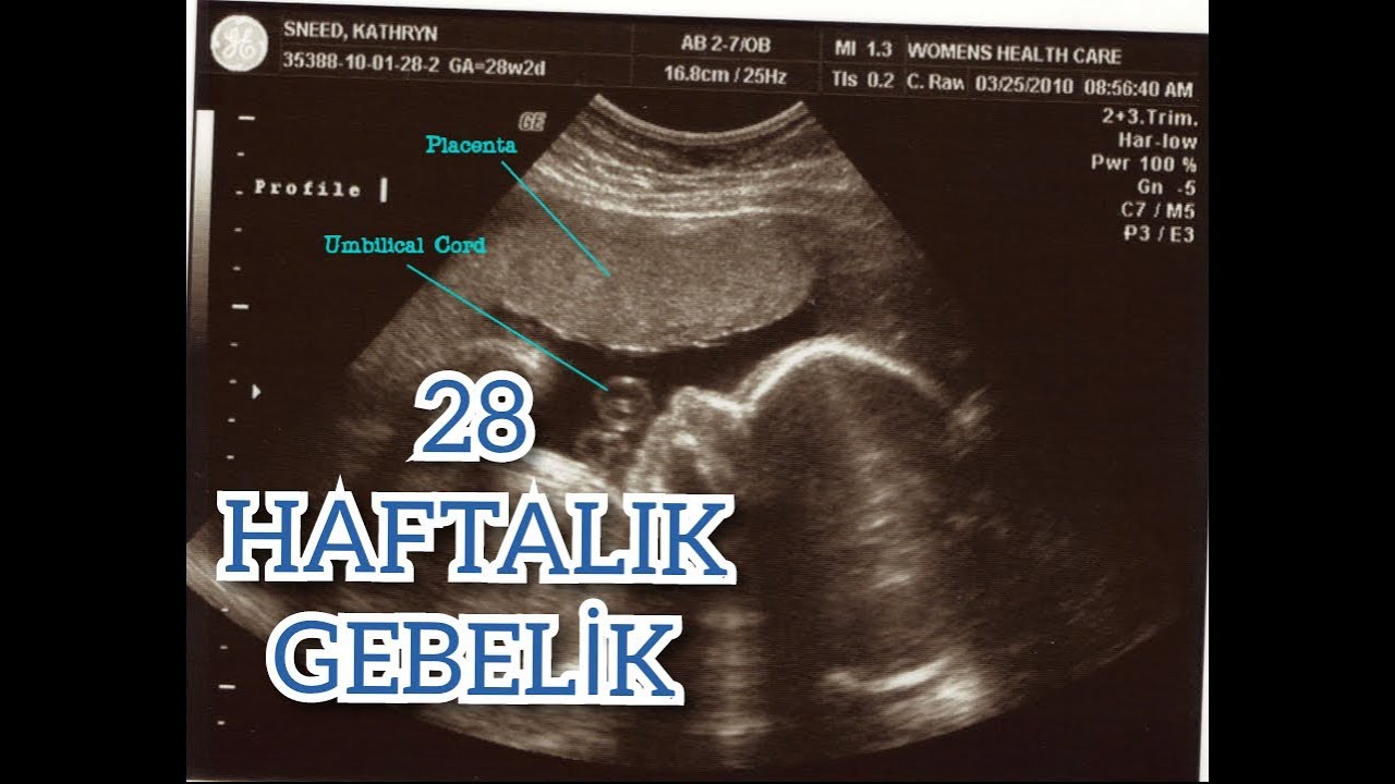 HamilelikRehberi Hamileliğin 28. Haftası YouTube HamilelikRehberi Hamileliğin 28. Haftası YouTube