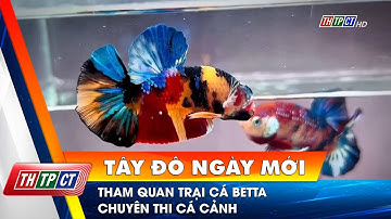 Tham quan trại cá Betta chuyên thi cá cảnh | Cần Thơ TV