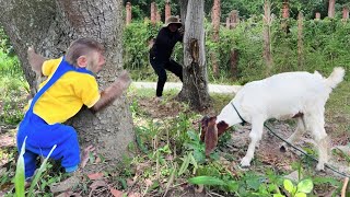 Cutis Farmer Takes Goat To Eat But Trouble: Thief Stole The Baby Goat !