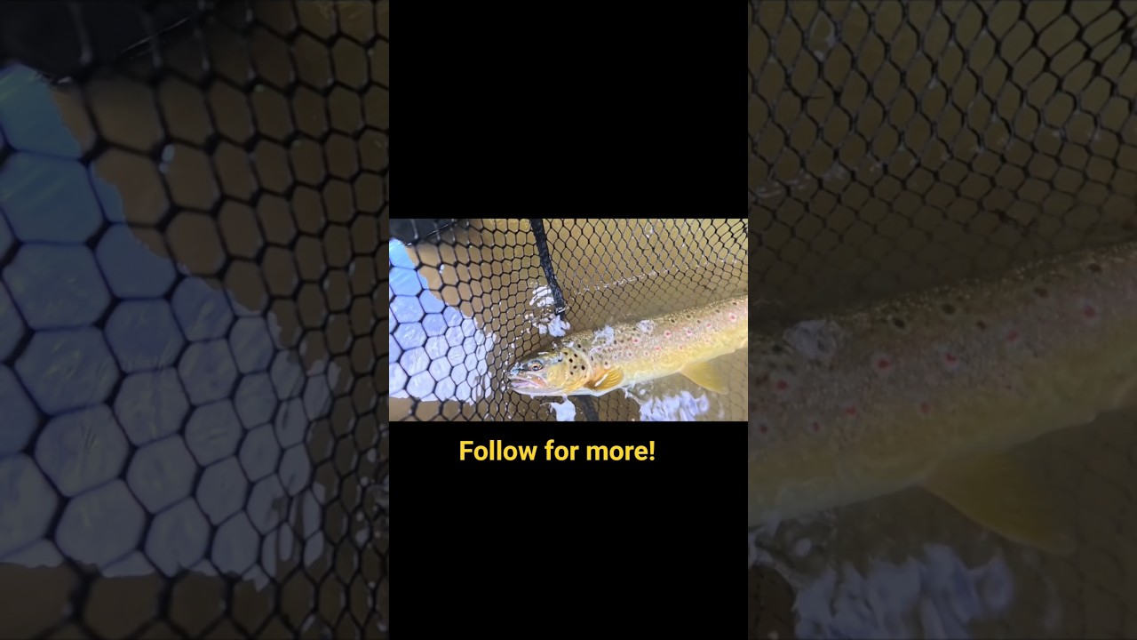 Faszination Fliegenfischen 👀 