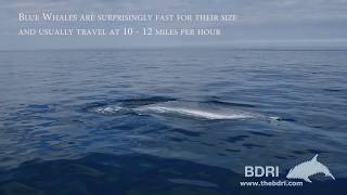 Stunning Underwater video of the World’s Biggest Animal feeding in Galicia (NW Spain)