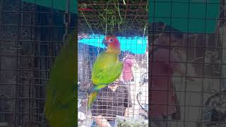 Galiff Street Cheapest Exotic Bird Market, West Bengal | 19th May 2024 #shorts #shortsfeed