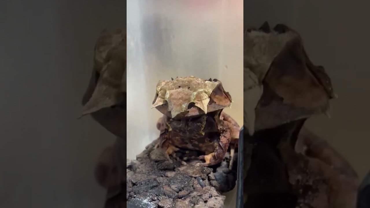 Такую лягушку вы точно не видели Pelobatrachus nasutus. Природа, nature. DNA Time