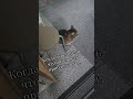 Когда чувствуешь опасность, не видя её 😁 #shortvideo #cat #видосыоткота #шорты #прикольныекоты