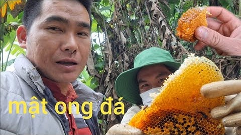 Cùng 2 ae đi lấy tổng ong mật 🐝.nrog kuv mus muab muv 
