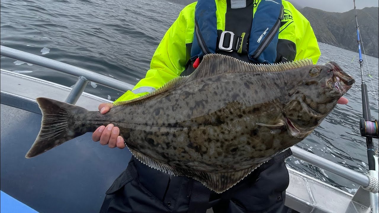 Halibut on spinning gear, northern Norway YouTube