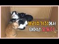 도와달라는 어미냥이와 새끼고양이 오둥이 결국 구조했습니다