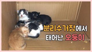 (eng)The mother cat and kittens that needed help eventually rescued.
