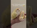 Esse é o nosso Nino, ele gosta de banana 🍌