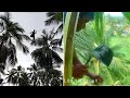 Coconut Toddy Making Process | One Of The Dangerous Jobs In The World