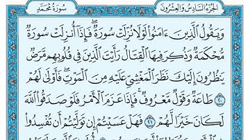 سورة محمد بندر بليلة