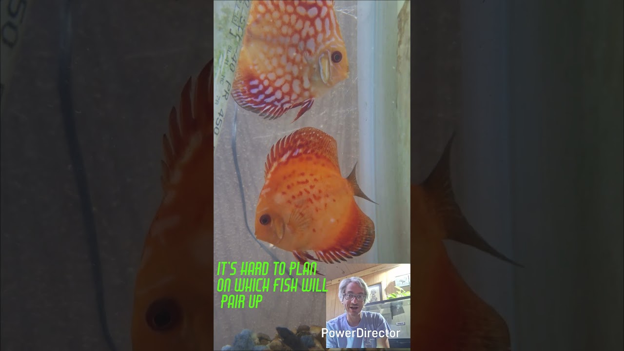 Jack Wattley discus breeding attempt update.
