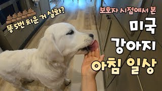 (Eng Sub) Golden Retriever Puppy's Daily Morning Life l Omniscient Guardian Viewpoint