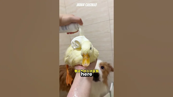 Video 11902971: cat bathing chicken, cat washing