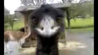 Killer Emu