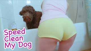 How To Speed Clean My Dog Tips And Tricks