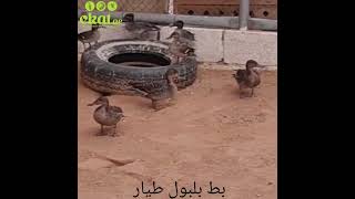 بط بلبول طيار