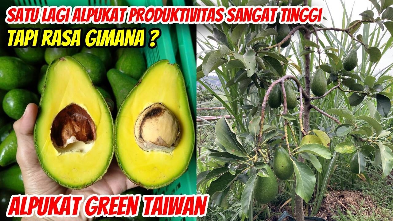 Alpukat Green Taiwan: Panen Melimpah, Tapi Rasanya...?