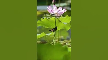 #القران الكريم #سورة الإخلاص #اكسبلور #اللهم صل وسلم وبارك على نبينا محمد _