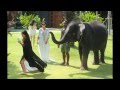 Опасный отдых на Ким Кардашьян напал слон