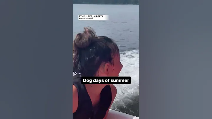 Dog Days of Summer - DayDayNews