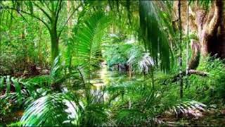 AMAZING SOUNDS OF THE RAINFOREST ( BEAUTIFUL AND VERY RELAXING) :)