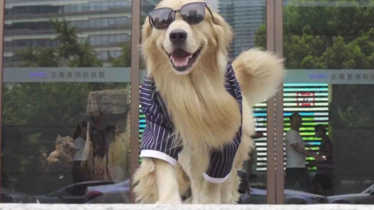 Сезон сбора урожая, мама пришла проверить, как идут дела! #собака #домашниеживотные #смешно