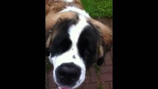 St. Bernard gets excited