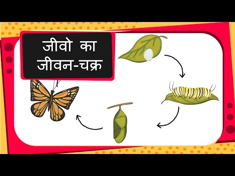 Science - Animal Life Cycles and Egg Structure - Hindi