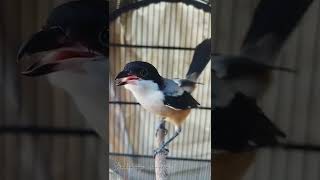 Download Lagu ini dia penampakan pentet cendet asli madura yang legend MP3