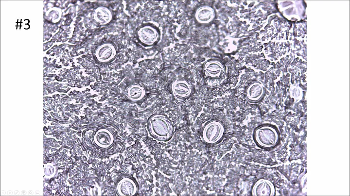 Stomatal Density Statistical Analysis (Sun Exposed Leaves vs. Leaves in Shade)